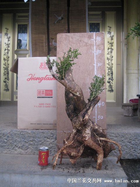 小叶黄杨移栽，春季蕞佳时机揭秘！