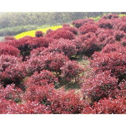 红叶石楠球， 听名字就好贵