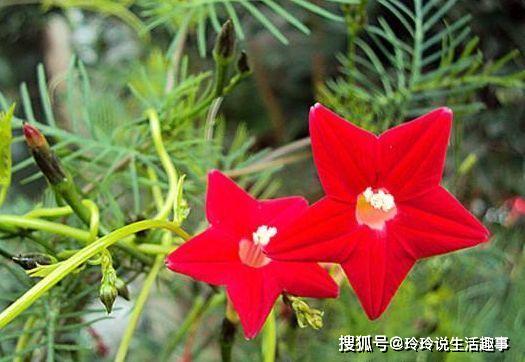 种植时机与地点：选择合适的地方