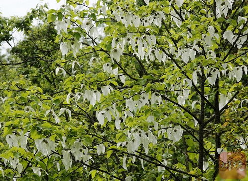 栎树：坚韧与美丽的化身