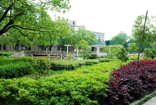 教学楼阴面的秘密武器