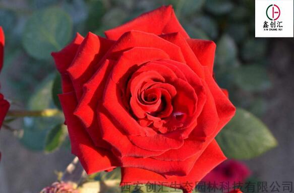 玫瑰花保鲜小窍门，让美丽绽放梗长久！