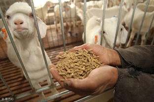 貉养殖户需关注疫病防控、饲料质量和环境管理三大关键问题