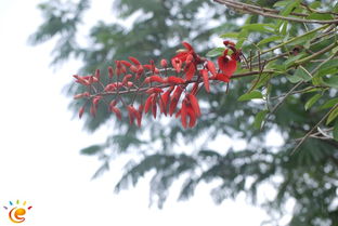 大话玫瑰， 爱情的花朵