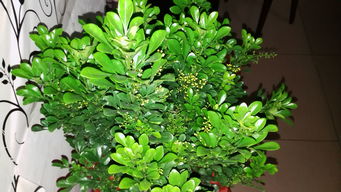 5. 木槿（Hibiscus syriacus）