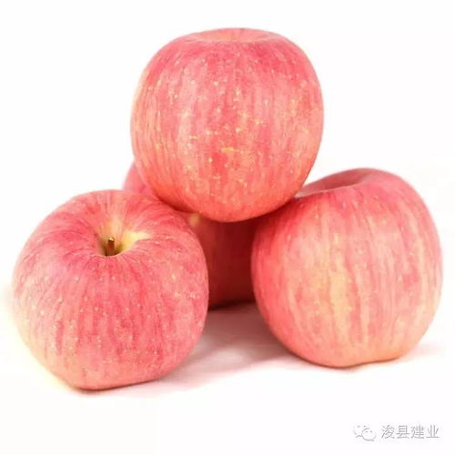 红富士苹果一般在什么时间成熟上市