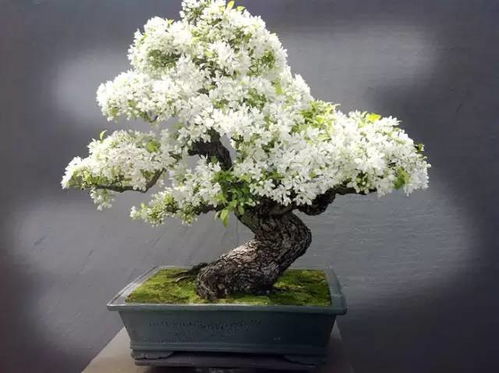 想养珍珠梅盆景？掌握这些养护技巧