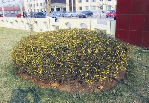 冬季修剪， 也是不错的选择