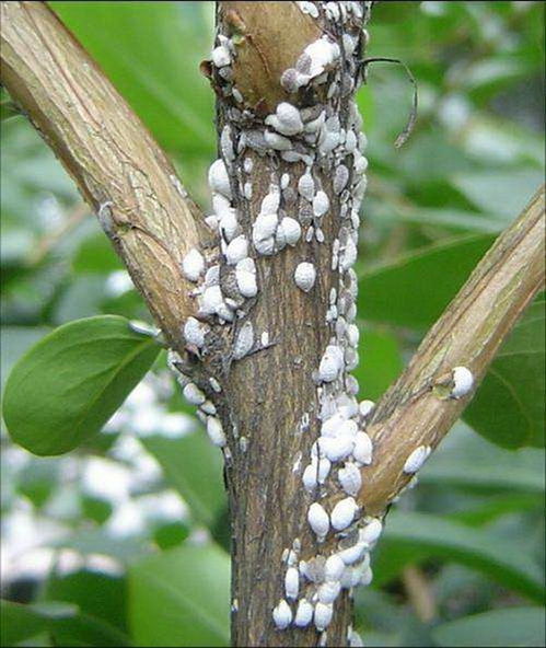 花草上发现介壳虫，如何高效除虫