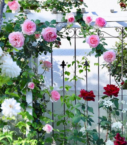 土壤大揭秘:月季的家园