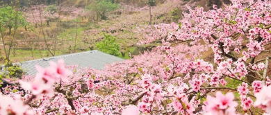 应急补光， 阴雨天也不怕