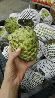 新品种释迦的保存技巧