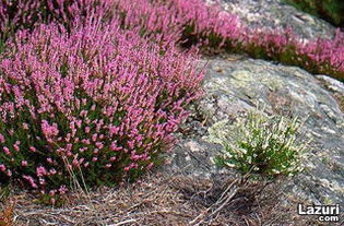 刺梅的观赏价值