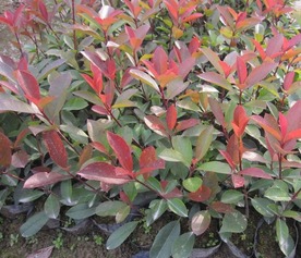 红叶石楠苗木价格揭秘：5公分地径是多少钱？