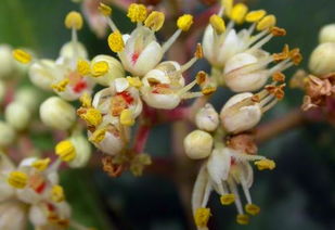 富贵籽果实的秘密：怎么让它不结籽？