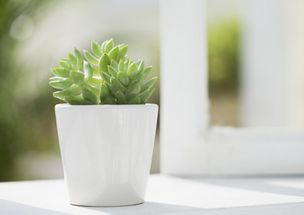 秋季绿色植物花卉养护五大要点