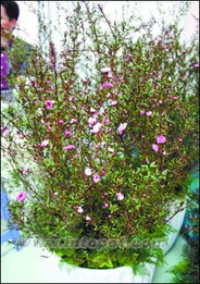 澳洲松红梅的修剪技巧