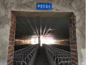 建设现代化猪舍，配套先进设备