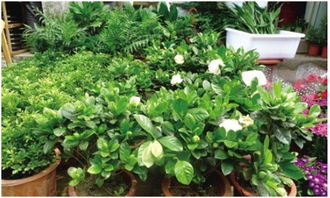 植物提取液喷剂，除甲醛新伙伴