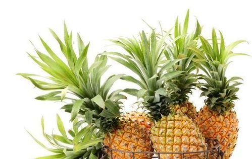 菠萝的毒性对人体有哪些影响？室内养殖菠萝需要注意哪些技巧