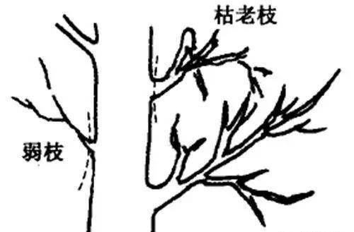 佛手掌修剪时如何把握力度和角度，避免损伤叶片