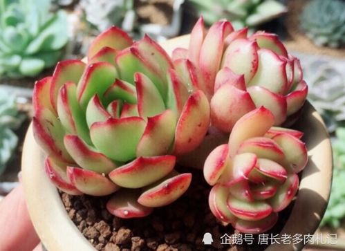 保利安娜多肉怎么在室内养护才能保持其叶片饱满且颜色鲜艳
