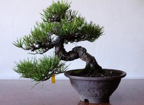 从一颗小松树到精美的盆景