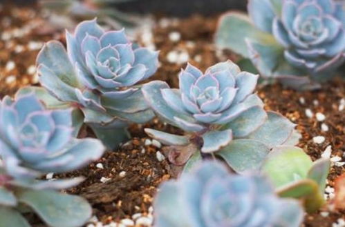 “多肉植物需适量浇水，避免积水烂根