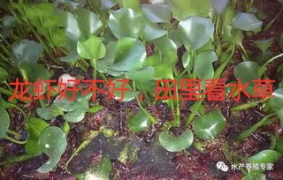 多菌灵：水草消毒的利与弊