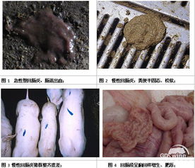 猪增生性肠炎：猪场经济“隐形杀手”