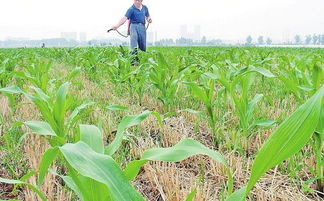 三、除草剂对西红柿品质的影响