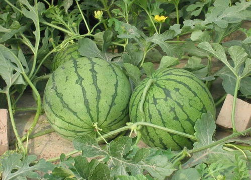 乙草胺与西瓜的“爱恨情仇”