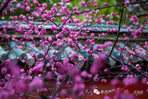 时间与温度：种植的秘诀