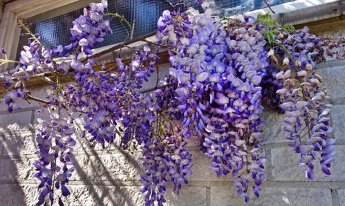 紫藤花，秋天的秘密访客？