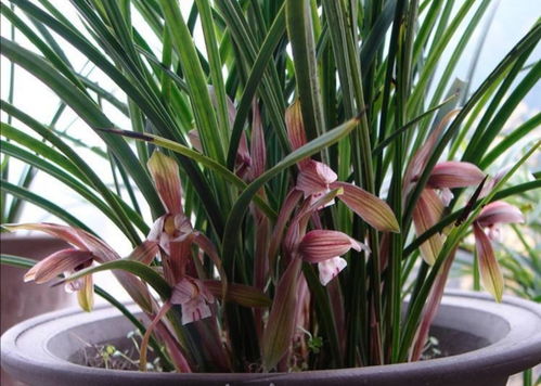 浇水与光照，春兰的生长环境