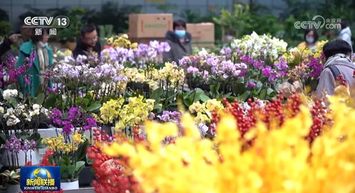 石斛的花，那美丽的风景