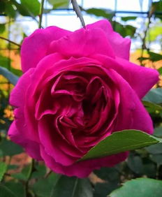 海军上将月季 Admiral