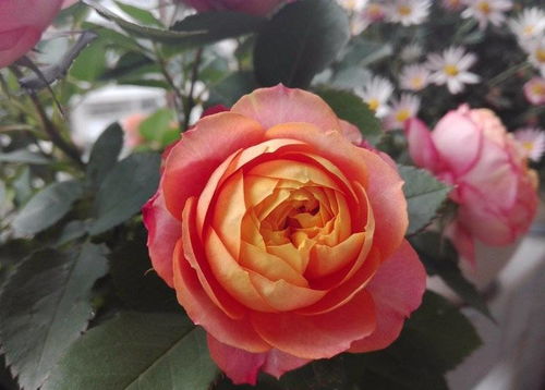 淮安月季园的奥秘：历史悠久， 品种独特