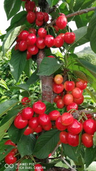 石榴苗培育全攻略：栽培技术与高效管理指南