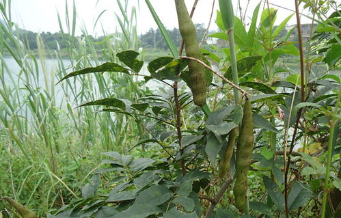 三、 市场调查：藤三七的价格波动