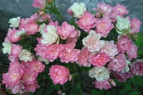 培育时地：法国