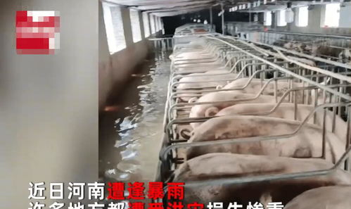 规模化养殖场水泥地面养殖注意事项