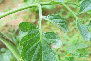 噻菌铜和百菌清的混合使用，效果如何呢？