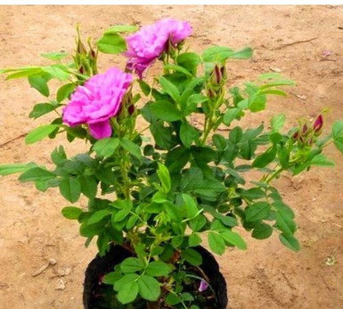 盆栽玫瑰花苗种植，如何让花朵更艳丽