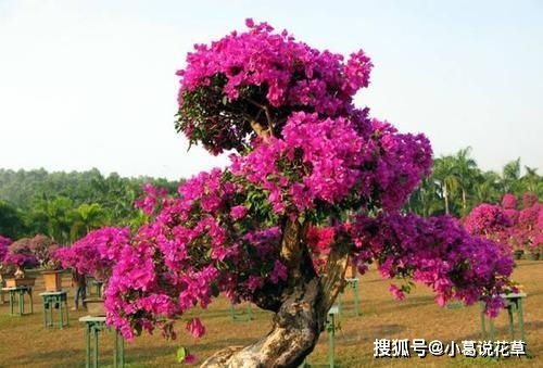 紫薇老桩易养护，爆款花卉首选！