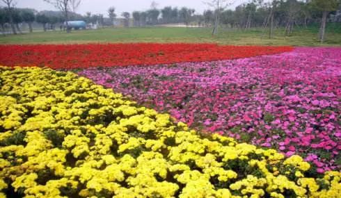 赏花胜地去哪儿？四月花开正当时