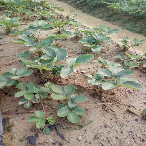 白雪公主植物如何浇水？保持土壤湿润是关键吗