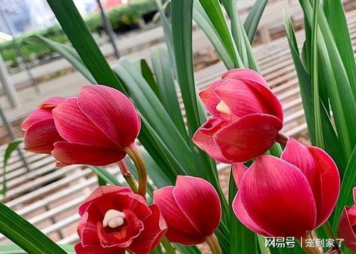 花型独特，香味浓郁