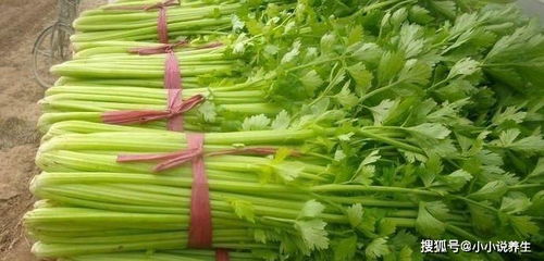 芹菜软化栽培四法，旨在解决芹菜纤维过多、口感不佳的问题