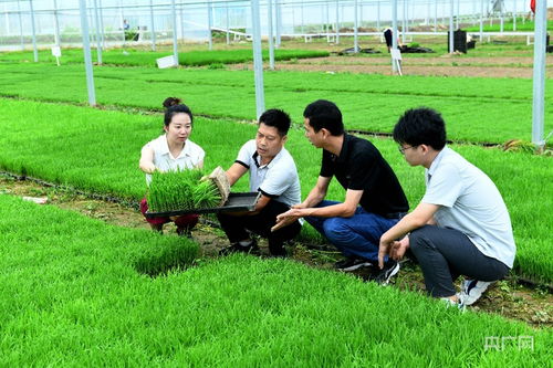 何首乌种子如何进行播种和培育，才能确保其健康生长并成功发芽
